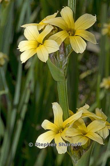 sisyrinchium striatum 6 graphic